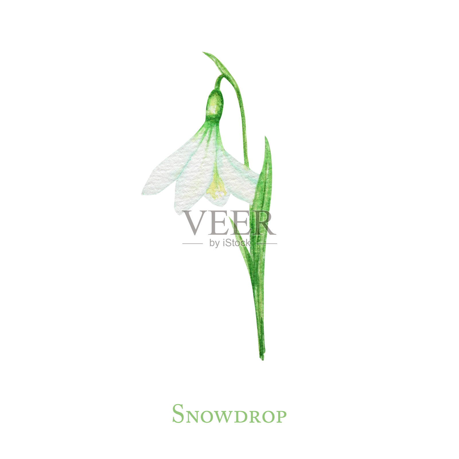 白色的雪花莲和新鲜的绿叶复活节花。精致的雪花莲第一朵花象征着春天。手绘水彩插图孤立的白色背景。春天的概念插画图片素材