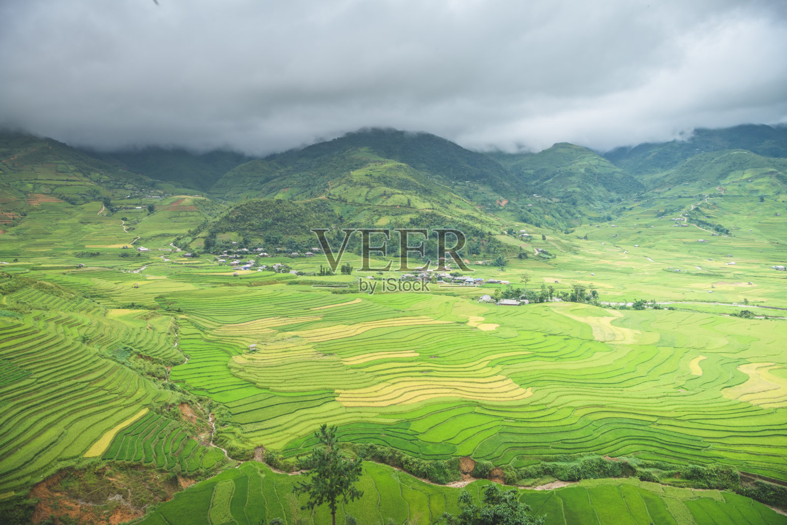 越南老街，日落时分，梯田上的稻田。越南西北部的稻田正在准备收割照片摄影图片