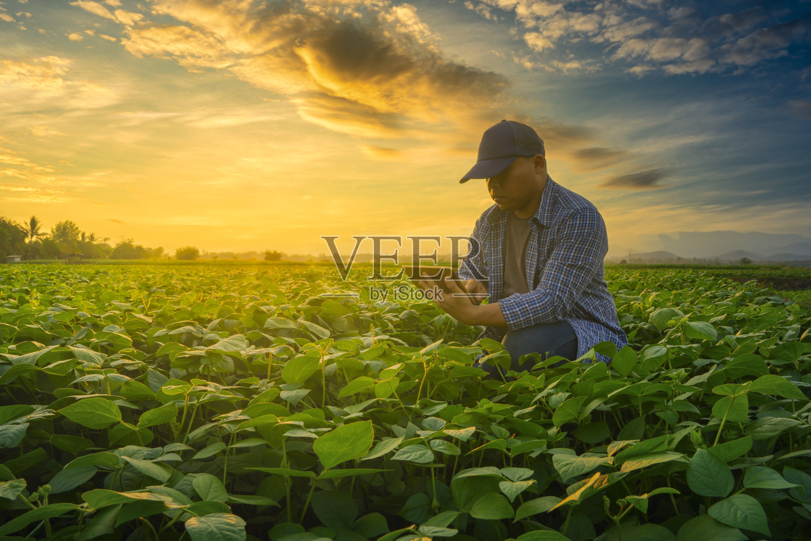 农民在绿豆园里使用智能手机，阳光照耀着夕阳照片摄影图片