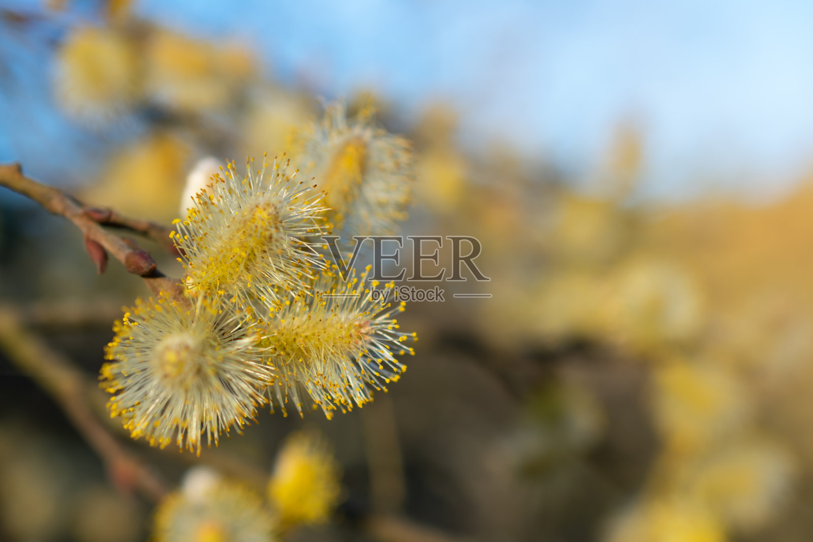 灰色的柳树(黄柳)雄花序，具有许多其他花序的美丽模糊的背景照片摄影图片