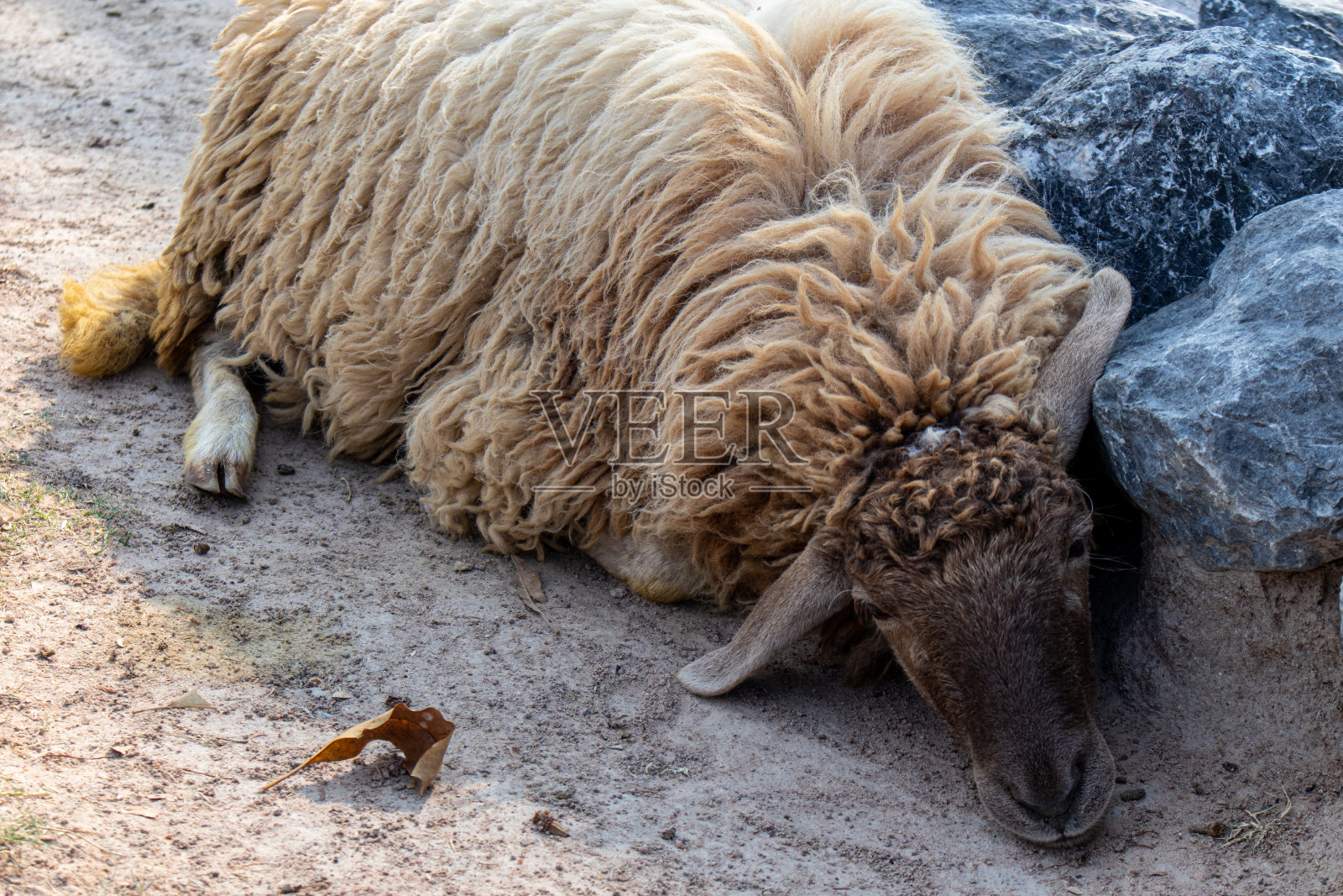 睡眠的羊照片摄影图片