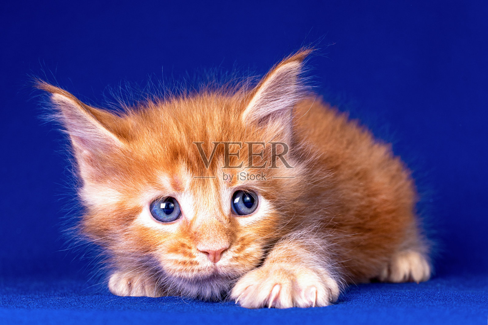 蓝色背景上的缅因猫。照片摄影图片