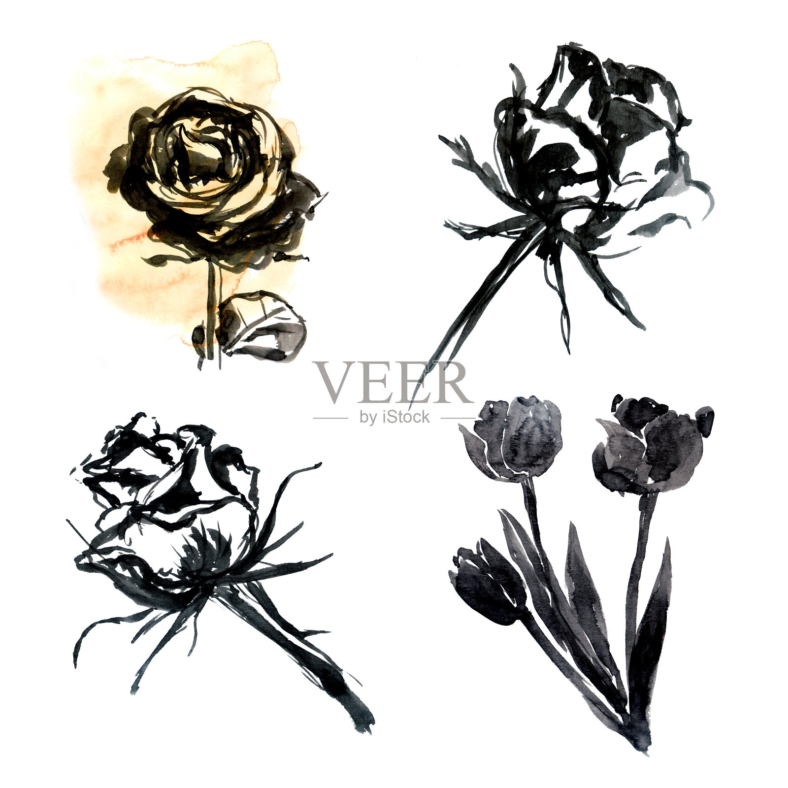 玫瑰和郁金香在图形风格，水彩素描与黑色墨水插画图片素材
