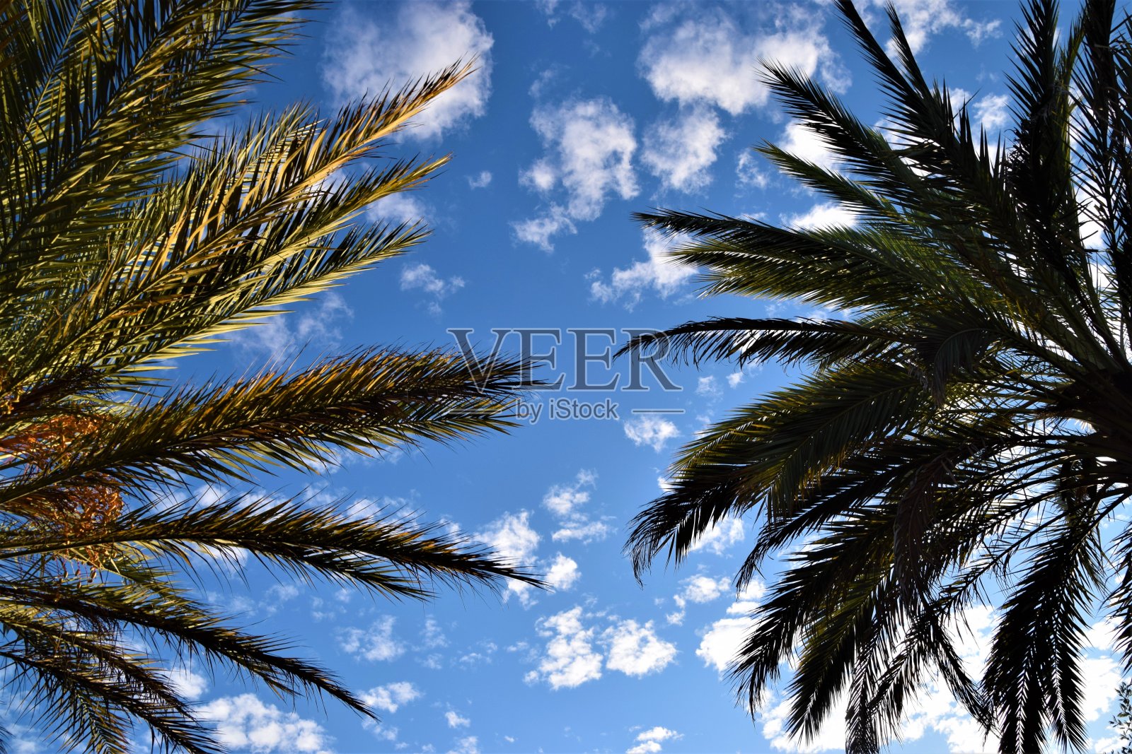 有天空背景的棕榈树照片摄影图片