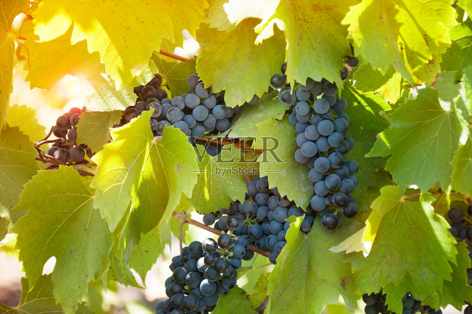 在阳光下的乌克兰葡萄园里，葡萄与成熟的蓝色葡萄品种串串。照片摄影图片