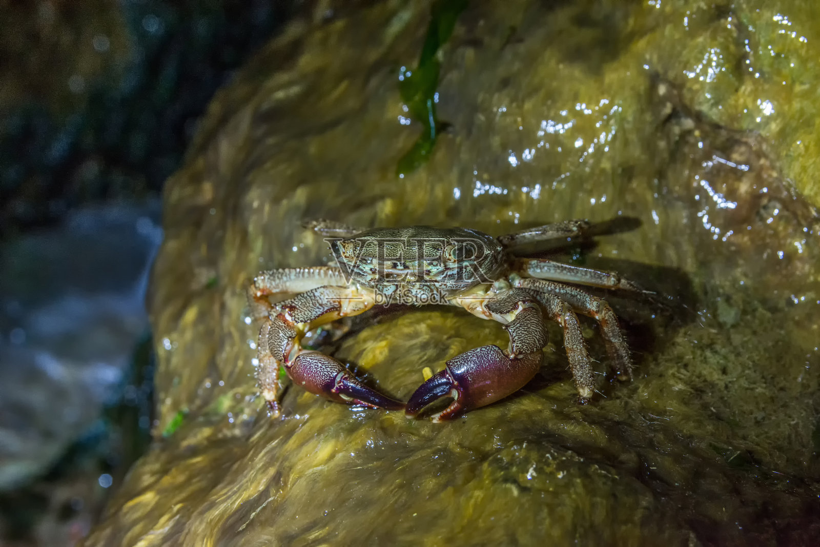 大理石雕蟹的特写镜头，Pachygrapsus Marmoratus站在一块岩石上，在晚上吃东西照片摄影图片