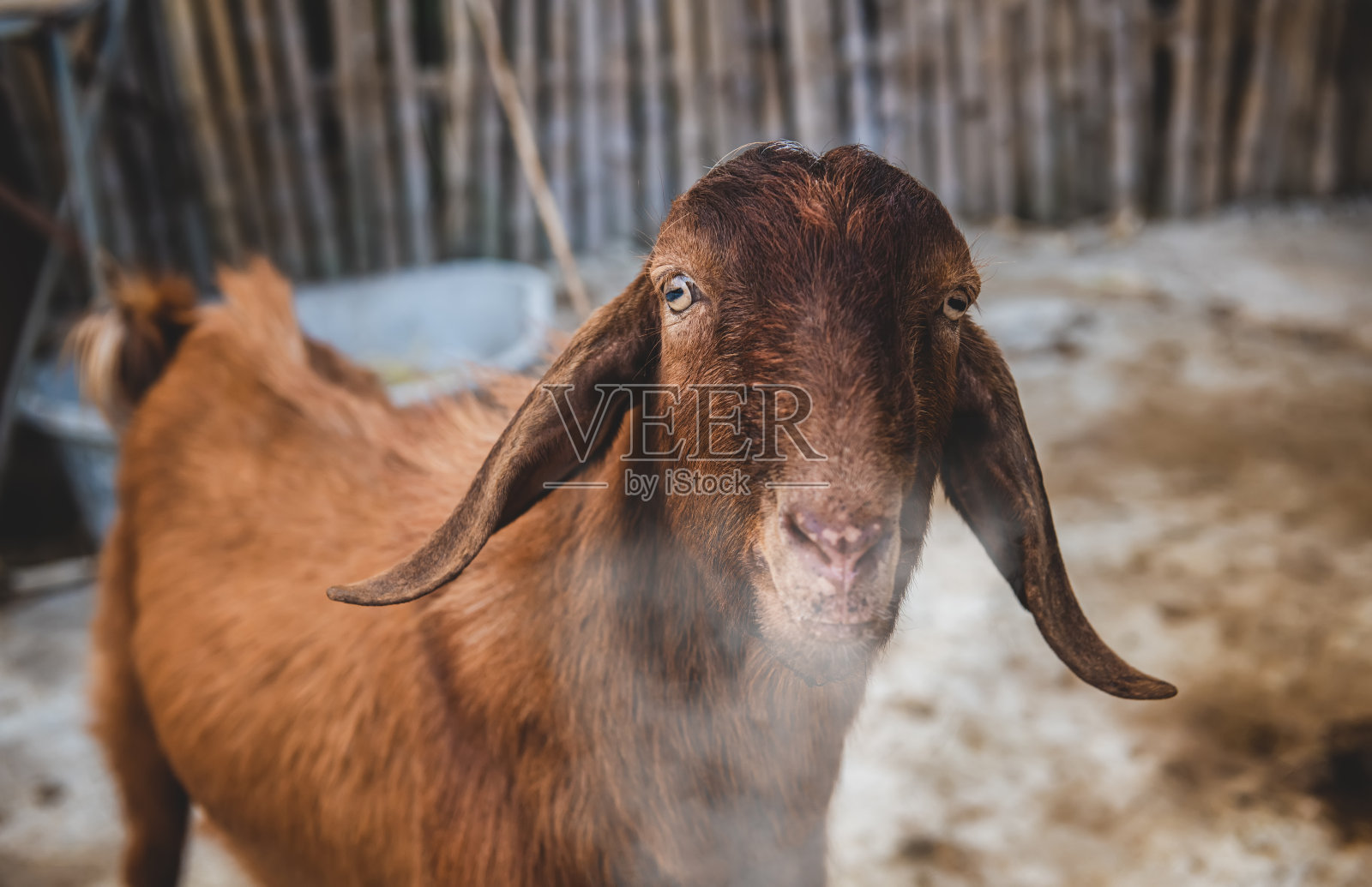 冬季农场的棕色山羊。照片摄影图片