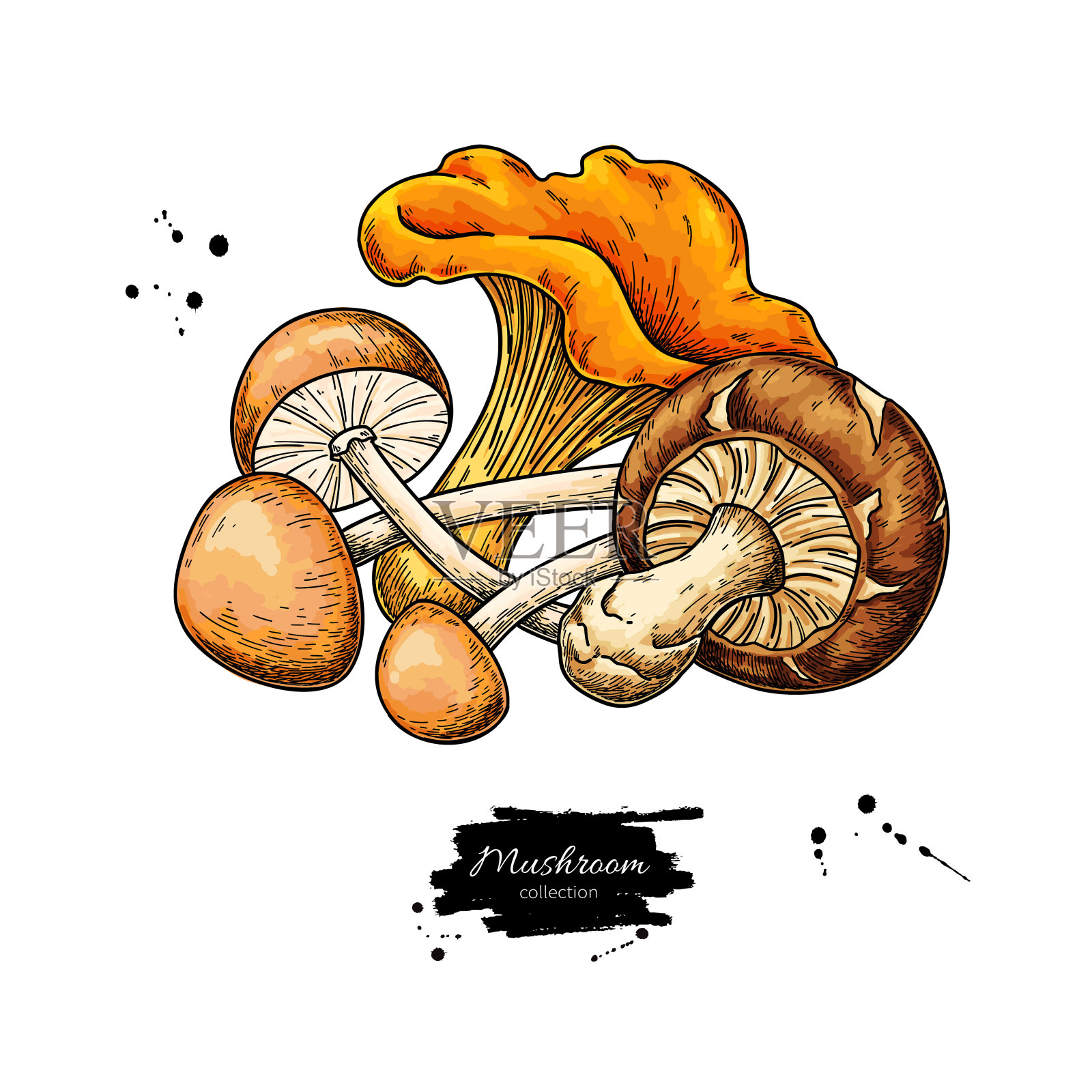 蘑菇手绘矢量图。食品素描设计元素图片