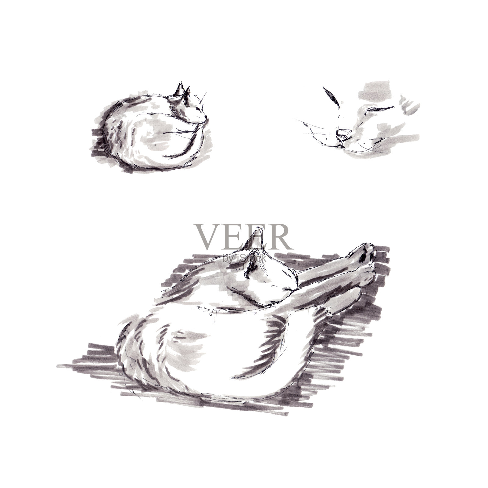 睡觉的白猫-图形素描插画图片素材