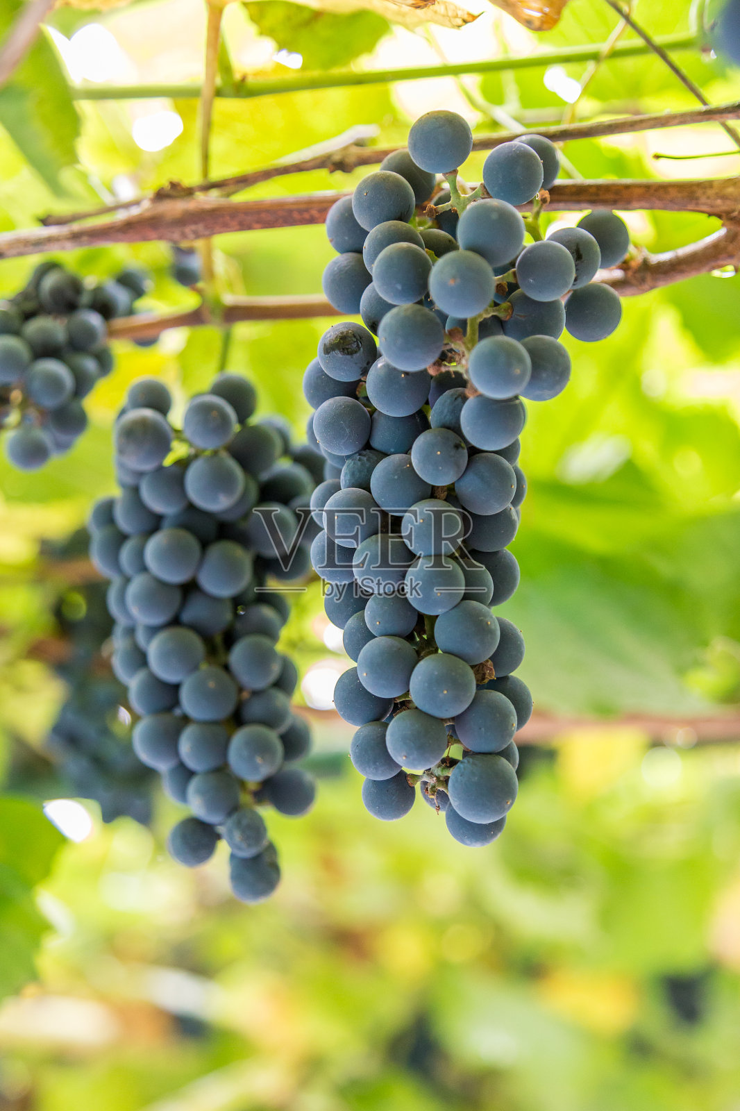 有机农场种植的葡萄。自然酒厂种植园。照片摄影图片