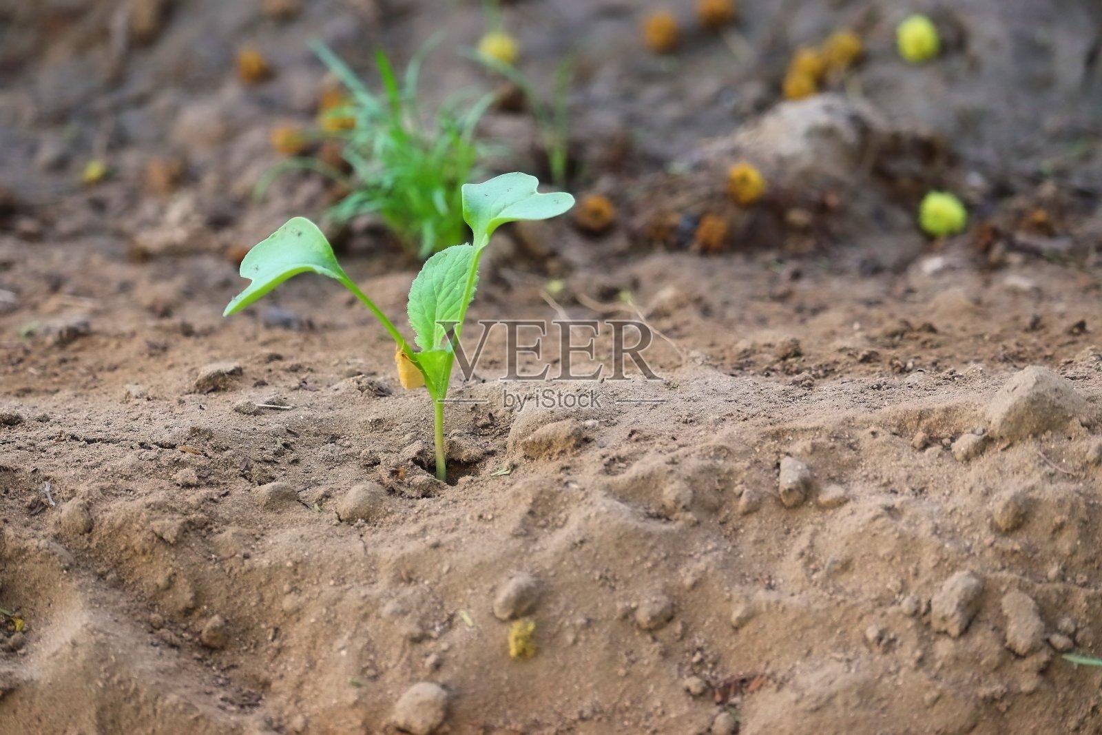 近距离拍摄绿色芥菜植物从模糊的沙质背景下的土壤中发芽，芥菜植物在自然界中，新的生命概念照片摄影图片