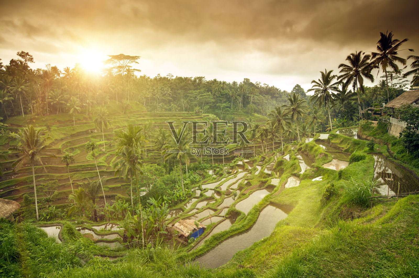 上午的大米梯田在印度尼西亚巴厘岛乌布稻田照片摄影图片