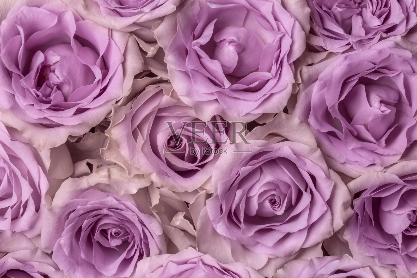 丁香玫瑰，花作为背景纹理特写。概念、创意设计。照片摄影图片