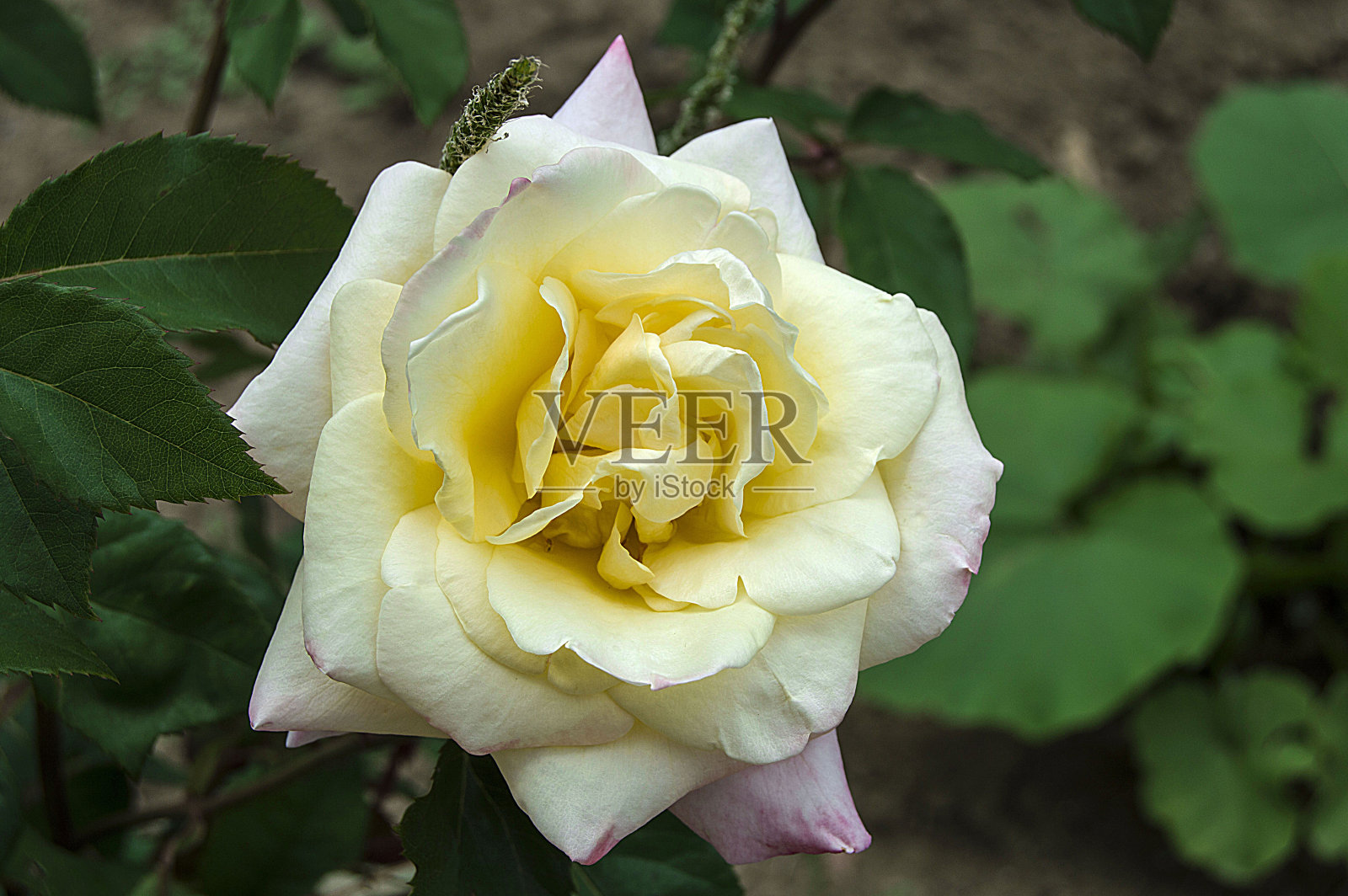 白色玫瑰，白色玫瑰图片photoshop，引人注目的美妙的白色玫瑰，照片摄影图片