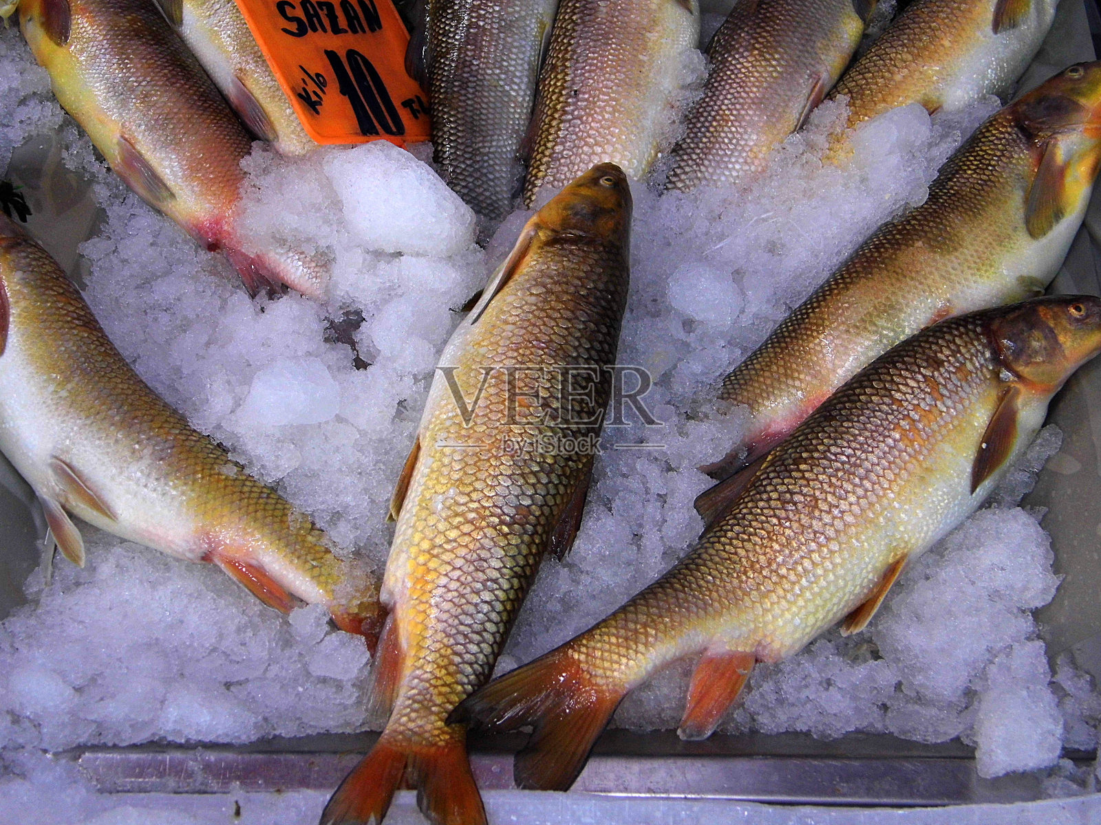 钓鱼店和各种海鱼，海鲜在冰，钓鱼店和各种海鱼，海鲜写在价格标签上，照片摄影图片