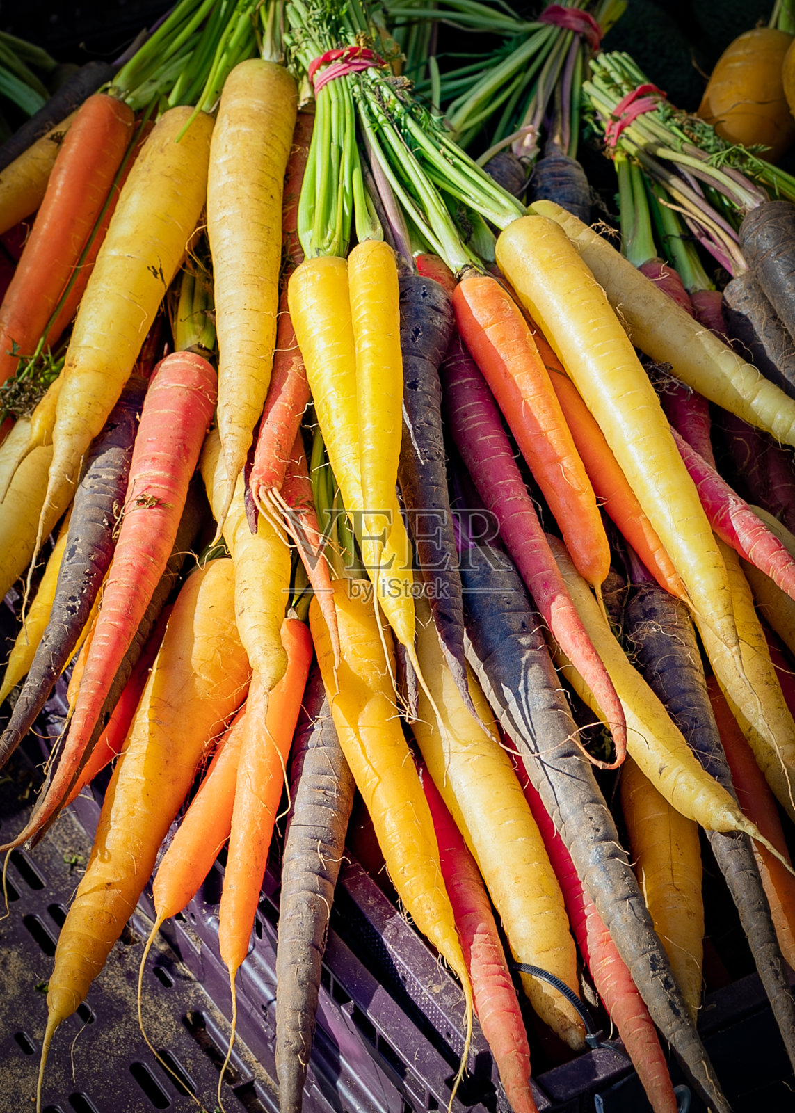 新鲜的有机胡萝卜彩虹直接从农场照片摄影图片