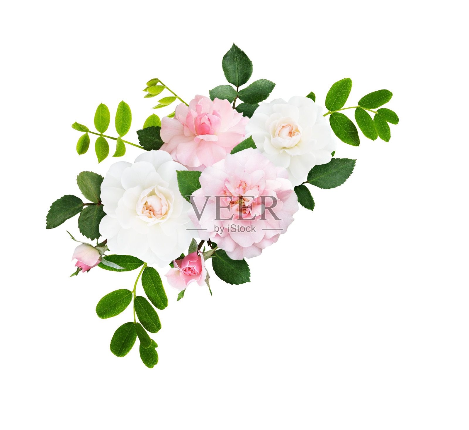 粉红色和白色的玫瑰花和花蕾在角落里排列照片摄影图片