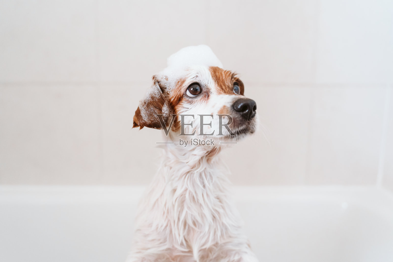 可爱可爱的小狗湿在浴缸里，干净的小狗用滑稽的泡沫肥皂在头上。宠物在室内照片摄影图片