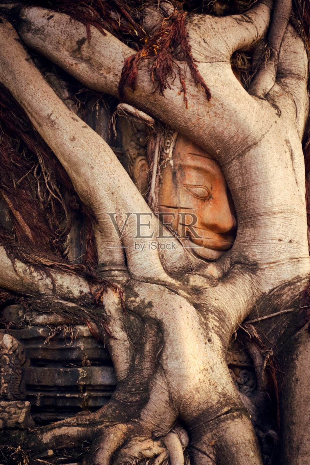 柬埔寨暹粒的一座寺庙里，古老的高棉石雕被埋在杂草丛生的树根下。照片摄影图片