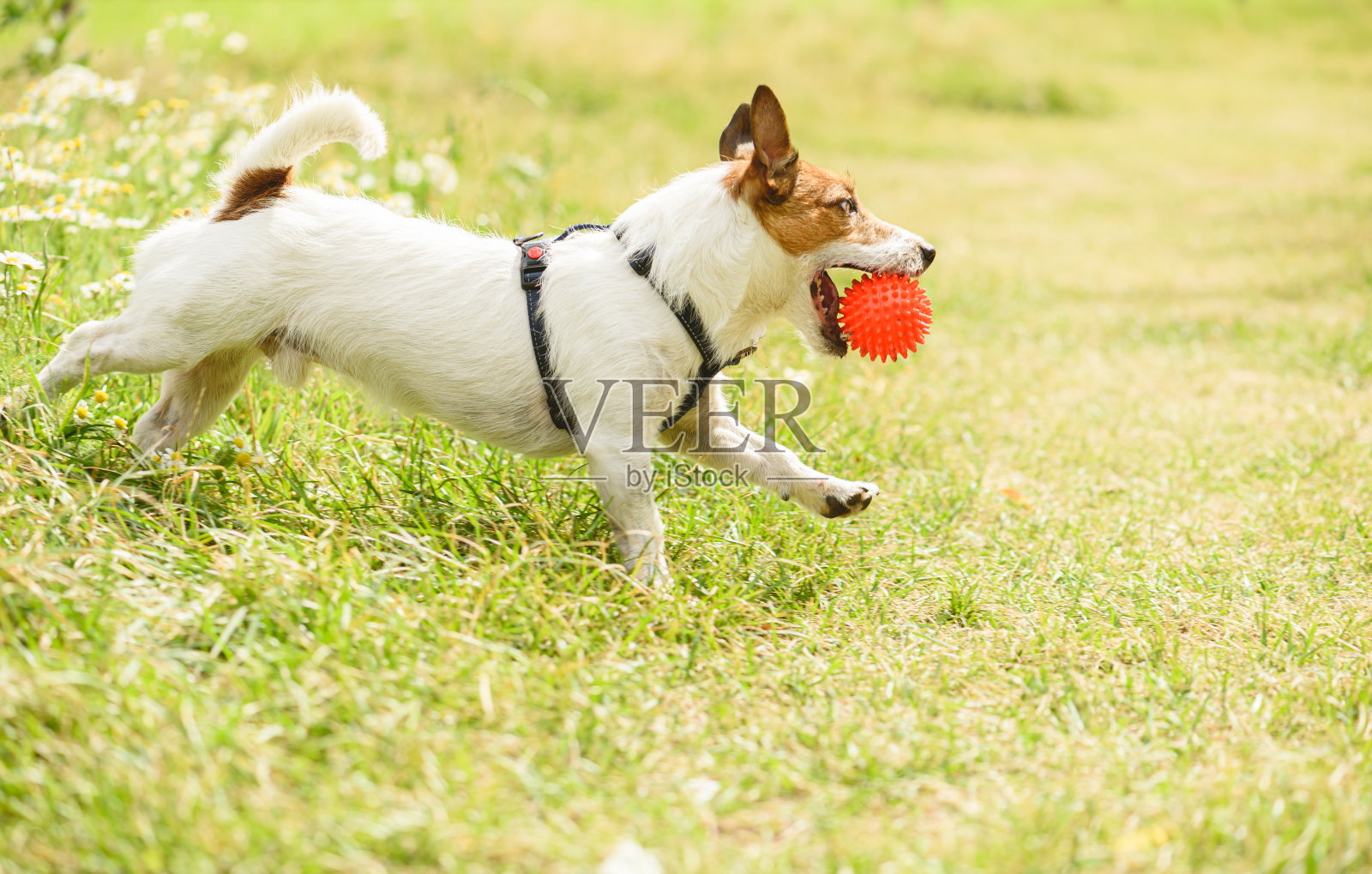 快乐的狗在春花草坪玩球玩具照片摄影图片