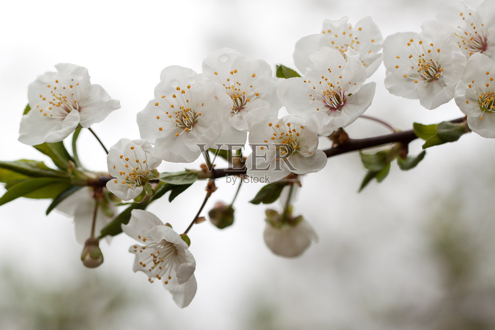 苹果树的开花分枝，奇特的白色花和芽照片摄影图片