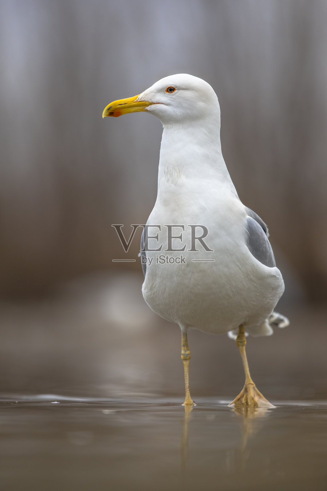 黄腿海鸥照片摄影图片