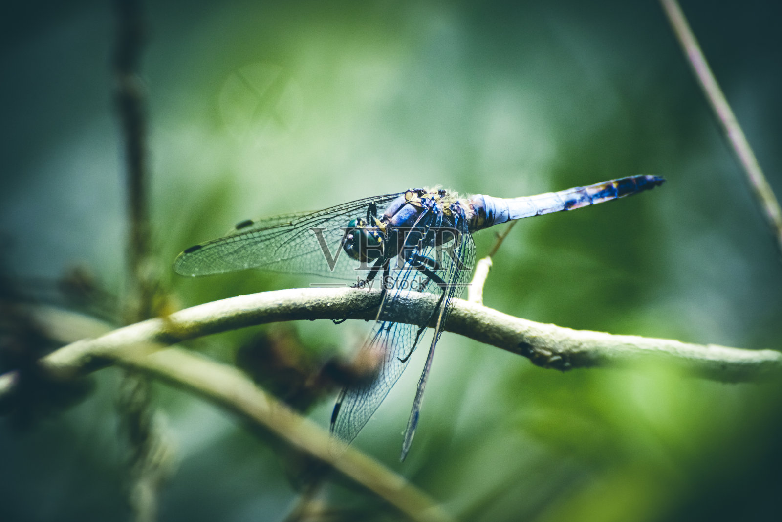 一个美丽的充满活力的蓝色蜻蜓在沼泽的树枝在夏天昆虫照片摄影图片