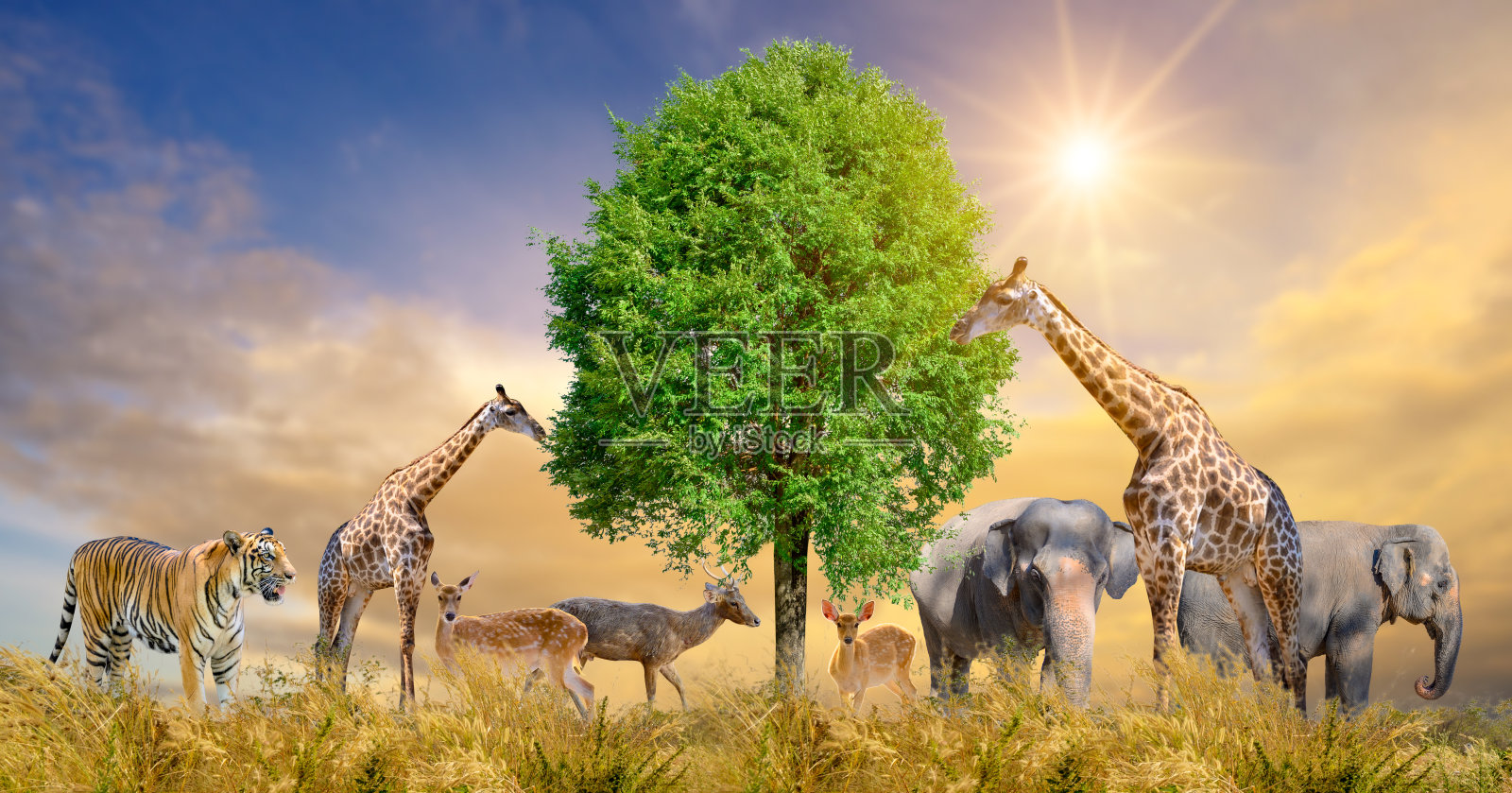 大批非洲野生动物。野生动物保护的概念照片摄影图片