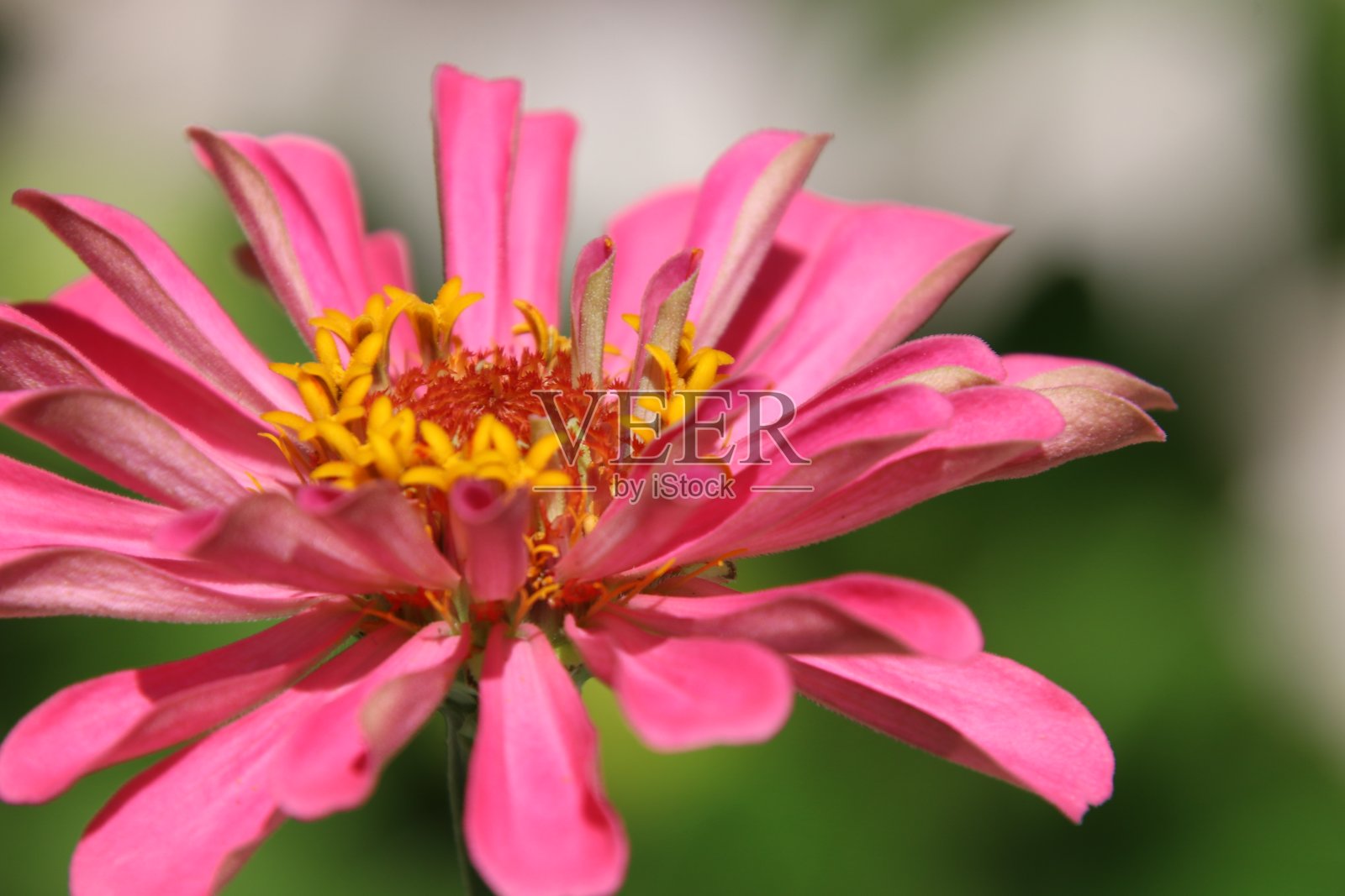 在阳光明媚的日子里，绿色的花园中盛开着粉红色的百日菊照片摄影图片