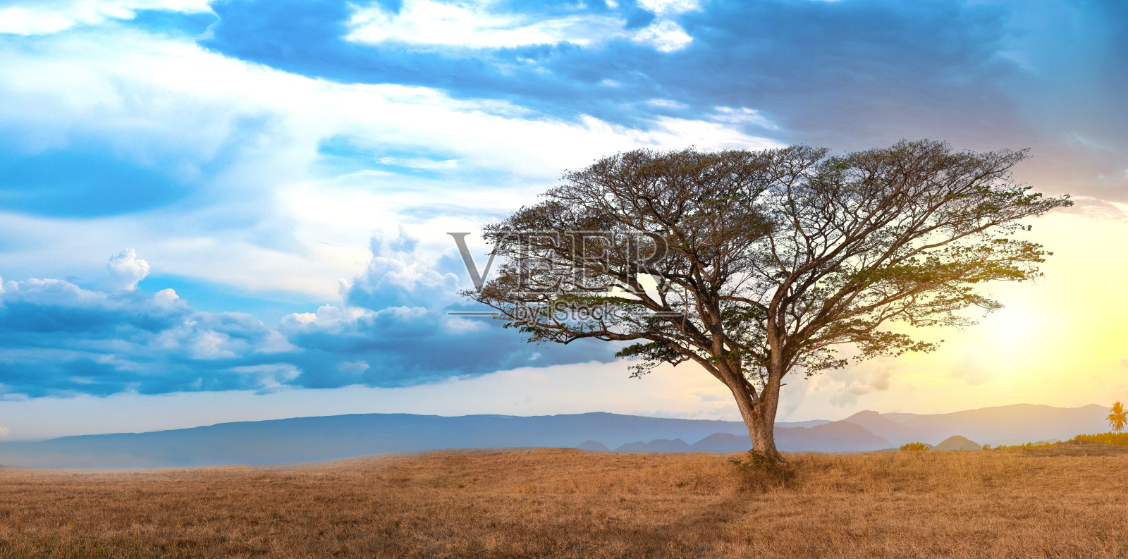 夏季景观与一个孤独的大树在日落草地上的蓝天和云的背景，美丽的树木来自泰国的名字:东印度核桃或猴子荚Samanea saman (Jacq)。稳定照片摄影图片