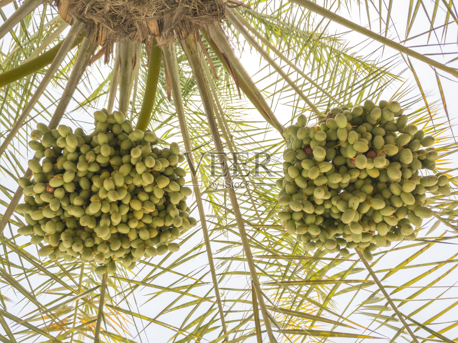 棕榈树上新鲜健康的椰枣果实照片摄影图片