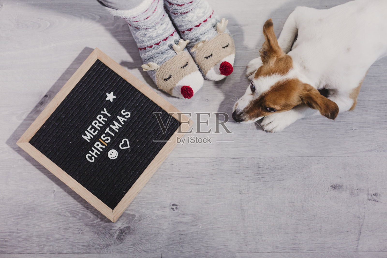 一个女人穿着有趣的驯鹿袜，家里有她的狗，还有一个写着圣诞快乐信息的老式情书板。在室内照片摄影图片