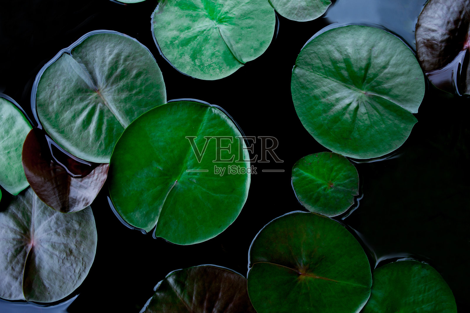 特写池塘里美丽的荷叶，纯净自然的背景照片摄影图片