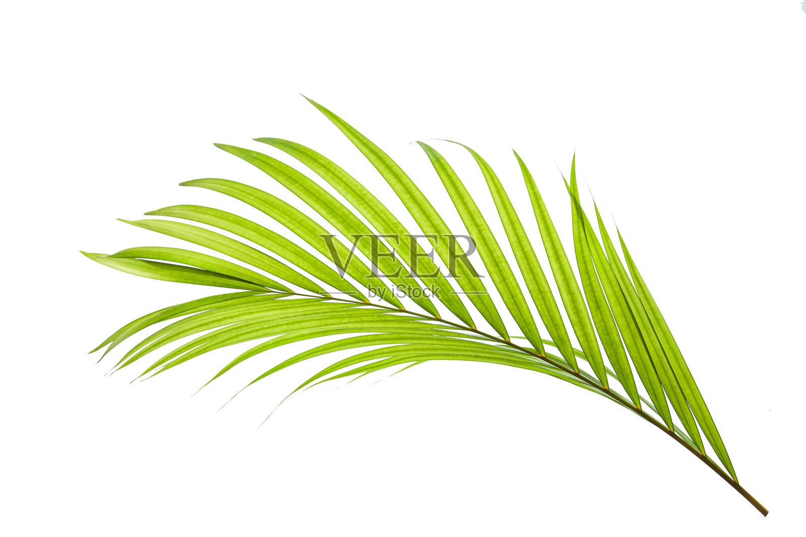 在白色背景上孤立的热带椰子叶照片摄影图片