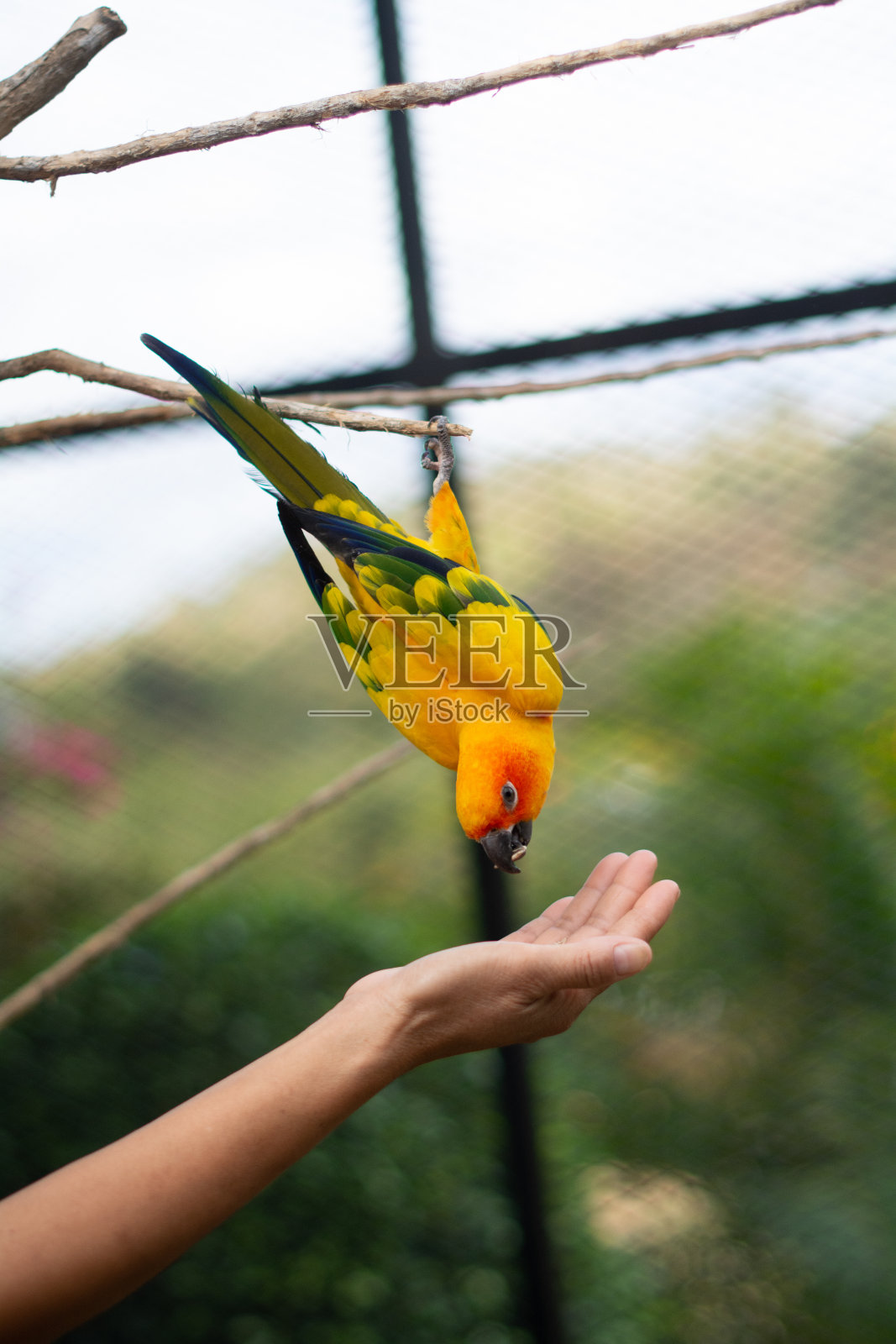 金刚鹦鹉鸟吃人的手照片摄影图片