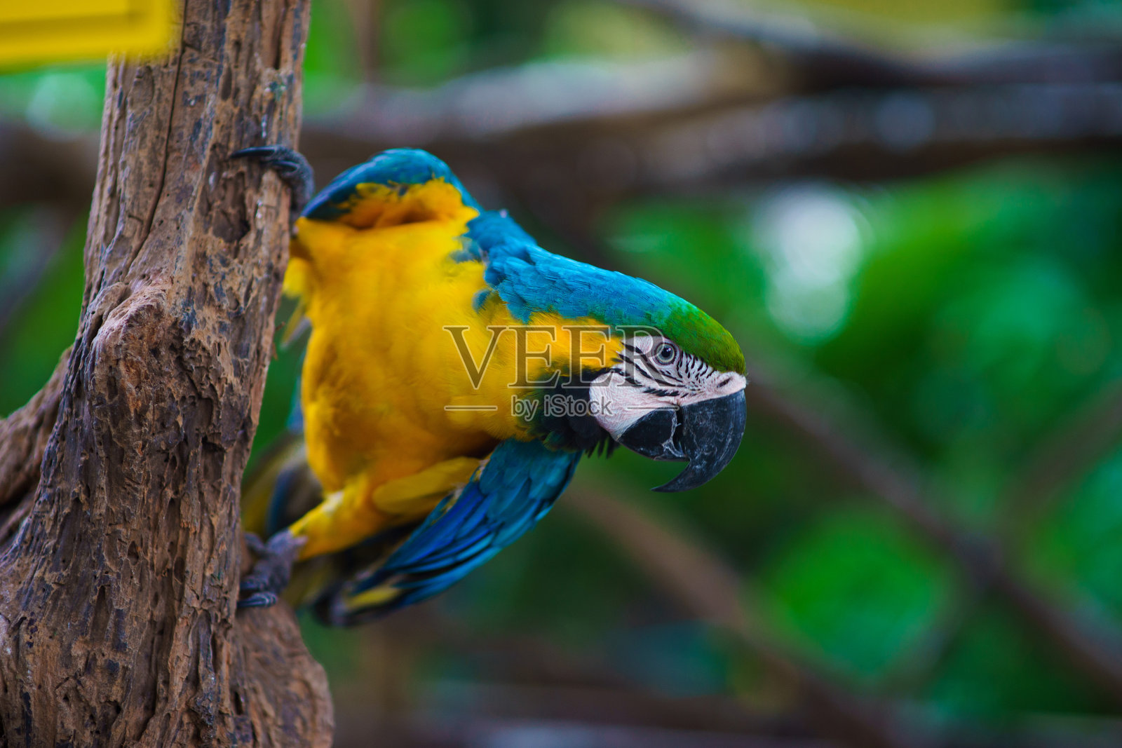蓝黄相间的金刚鹦鹉坐在树枝上看着摄像机照片摄影图片