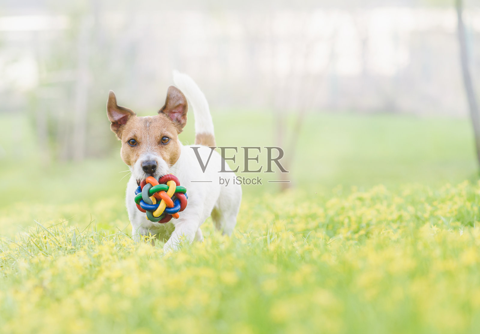 快乐有趣的狗在春天的花上奔跑玩玩具球照片摄影图片