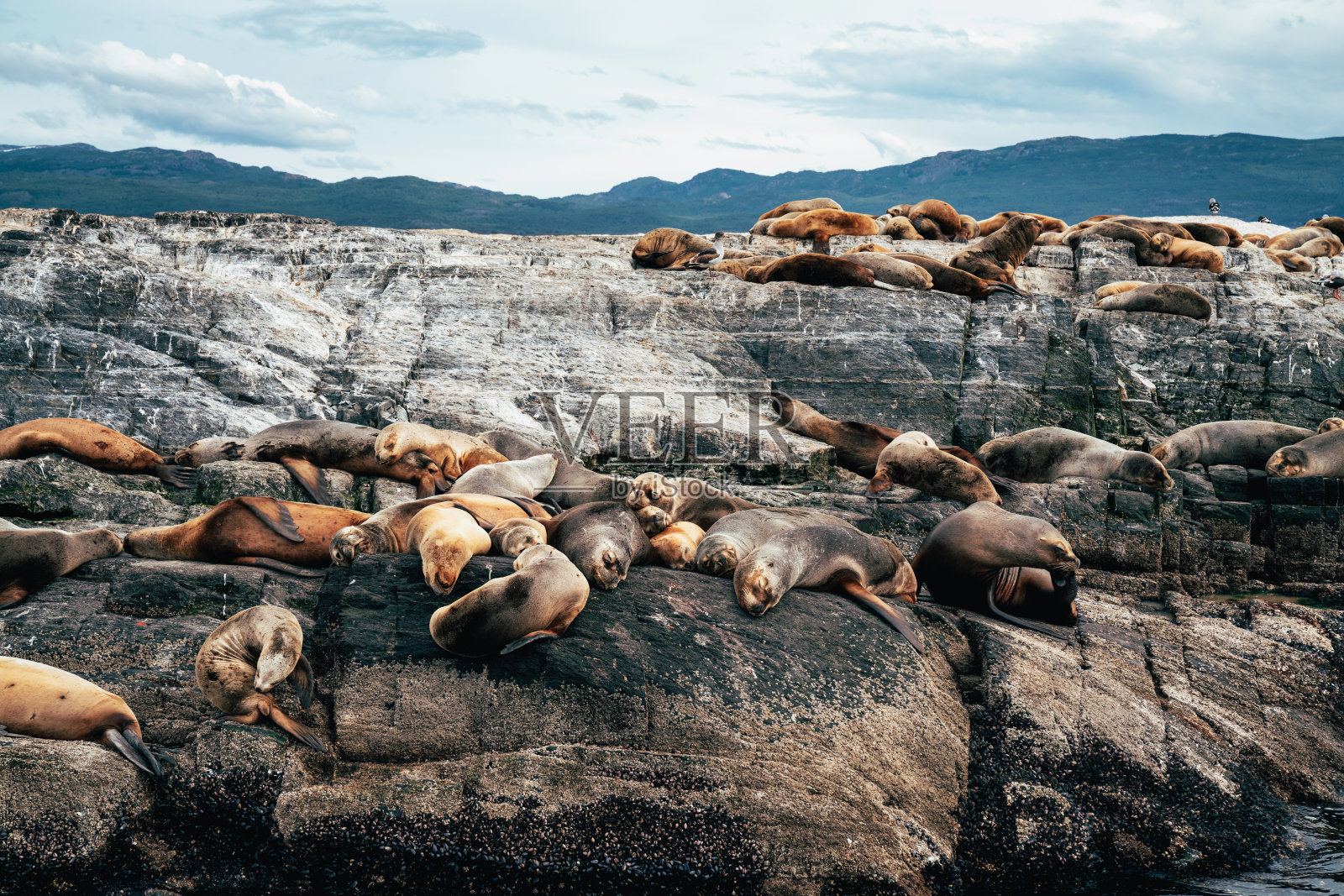 乌斯怀亚附近的一群海狮正在岩石上打盹照片摄影图片