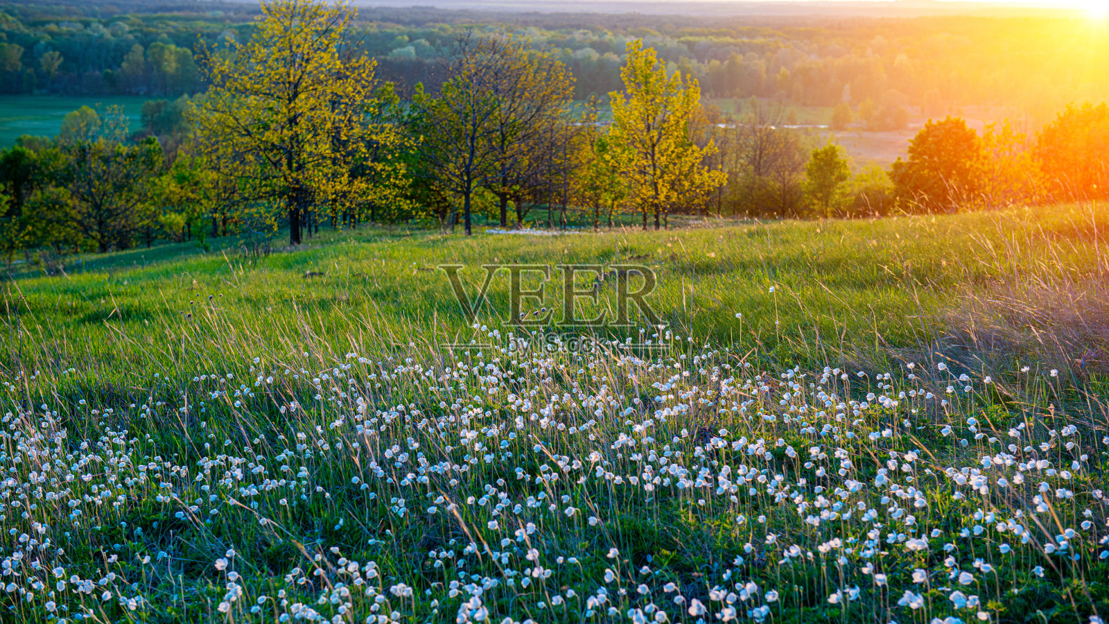 草原和盛开的鲜花在一个背景的落叶林“nat日落在丘陵地区。照片摄影图片