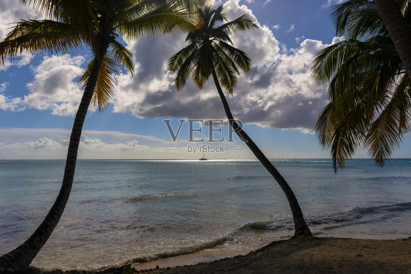 棕榈树-加勒比海滩照片摄影图片