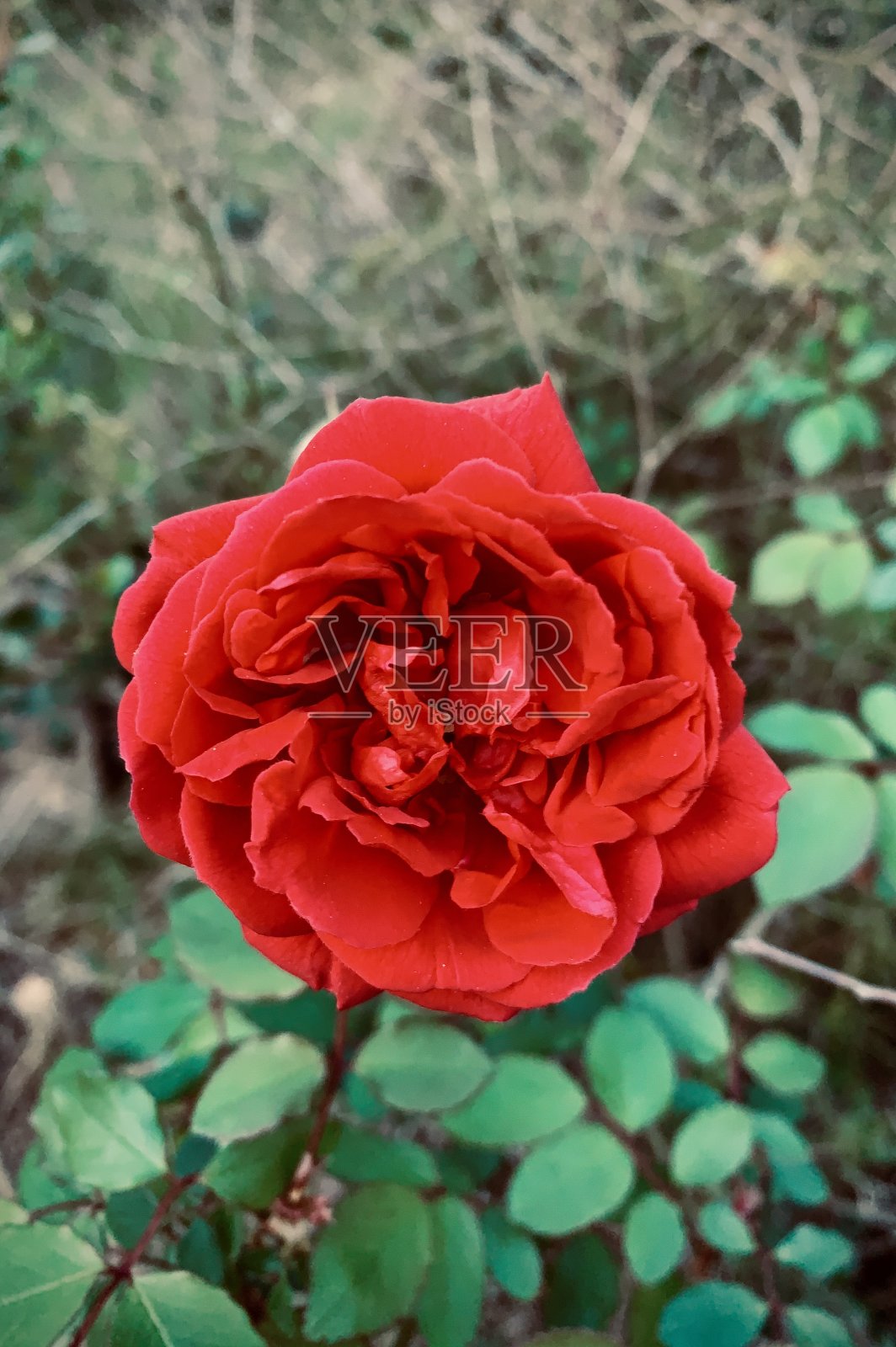 可怕的春天红玫瑰照片摄影图片