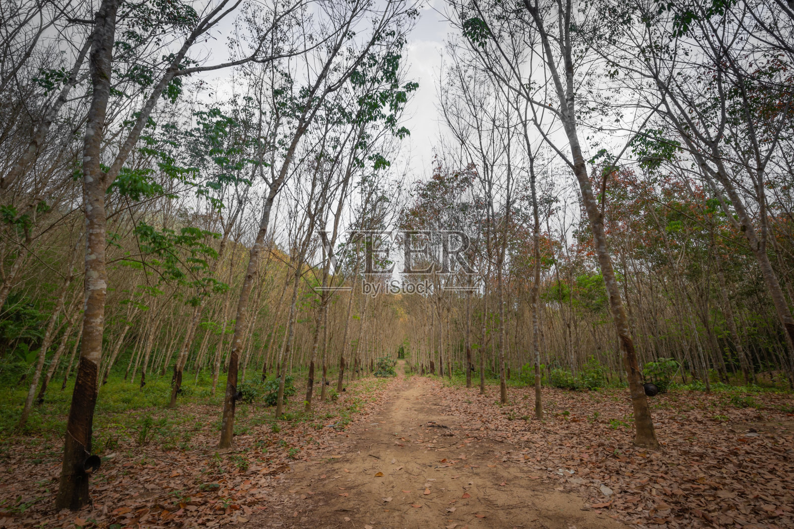 一条天然小路和高大的树木一直通向森林照片摄影图片
