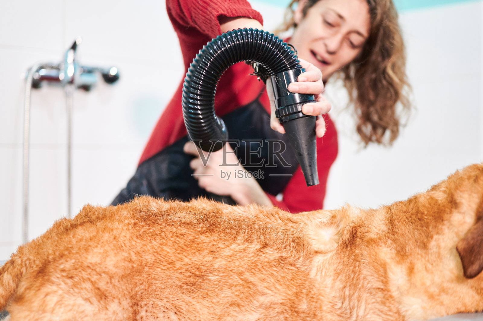 用吹风机进行烘干。被晒干的狗的头发在镜头里，有一个女孩在背景里，在镜头外摆弄着烘干机照片摄影图片