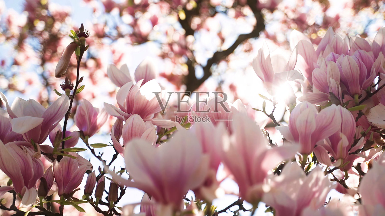 春天的时候，树上开着粉红色的花。照片摄影图片