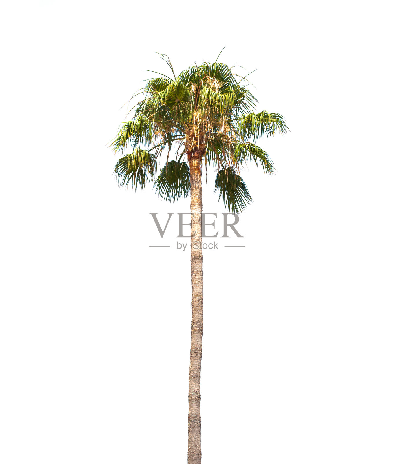 高大的棕榈树孤立在白色照片摄影图片