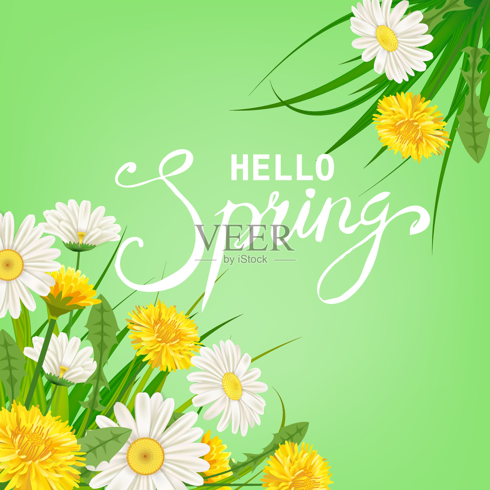 你好春天字体模板背景与花蒲公英和雏菊，洋甘菊，草。矢量插图。新颖的海报、传单、贺卡、请帖设计插画图片素材