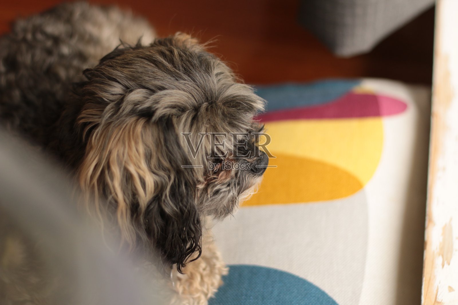 一只可爱的小卷毛灰棕色马尔他混血贵宾犬坐在家中五颜六色的垫子上休息照片摄影图片
