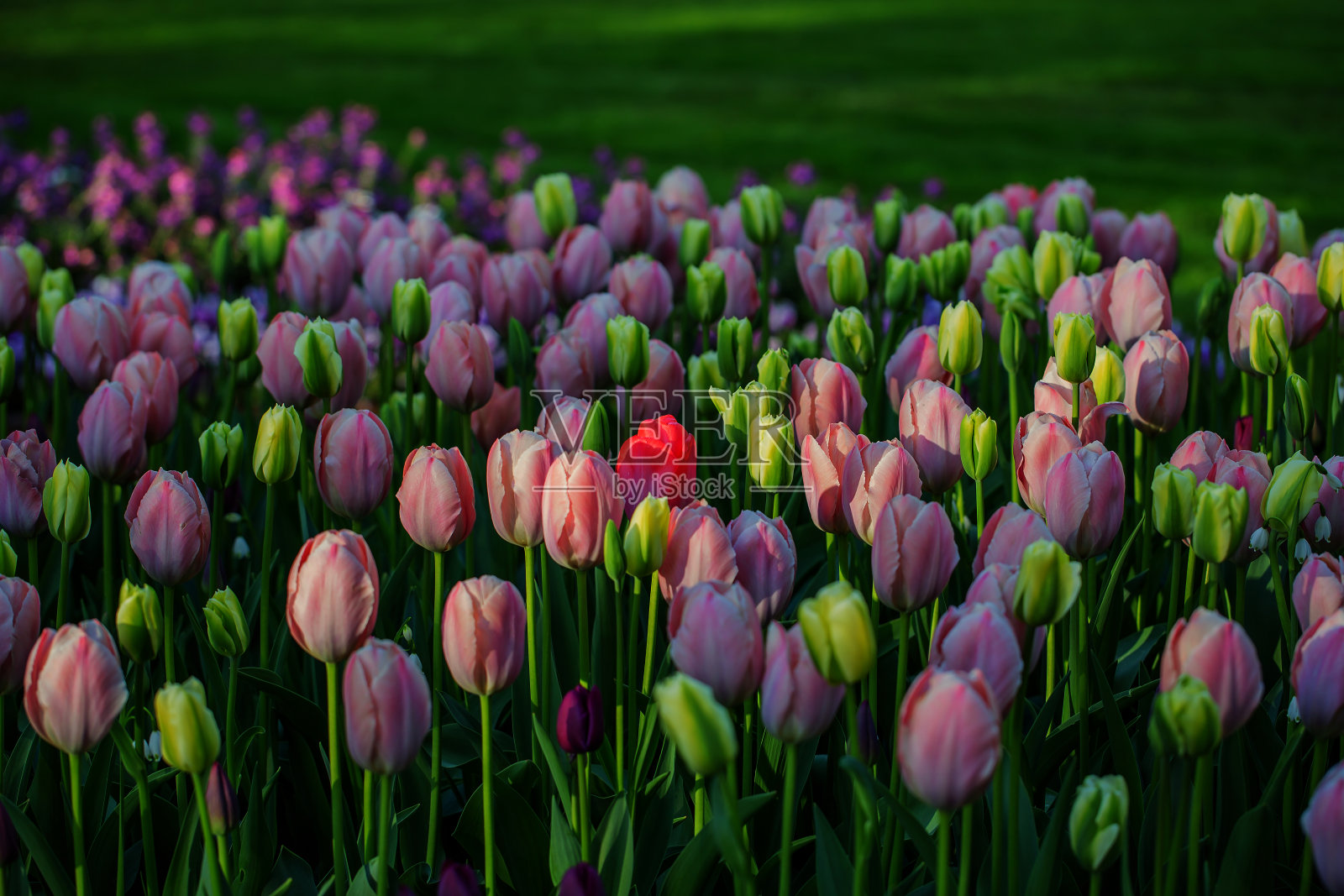 美丽的郁金香花坛在温暖的春天，户外公园照片摄影图片