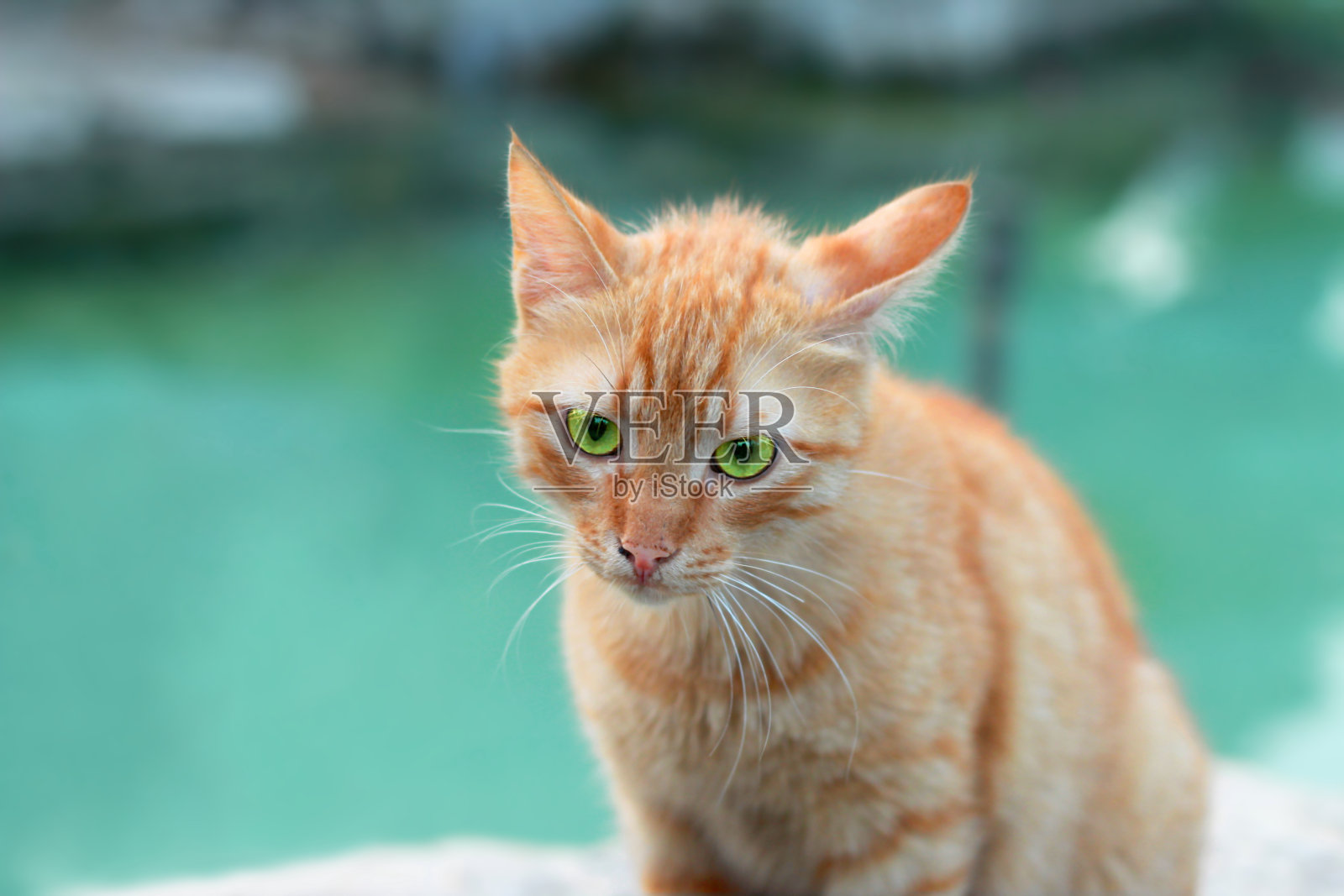 橙色的猫一脸严肃。照片摄影图片