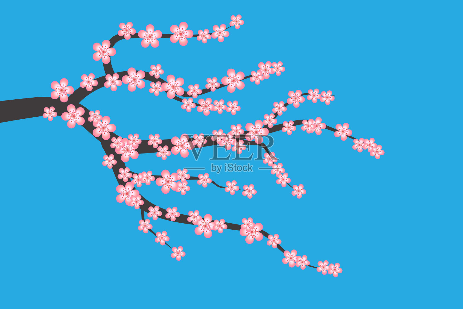 美丽的樱花枝与粉红色的花孤立在蓝色的背景插画图片素材